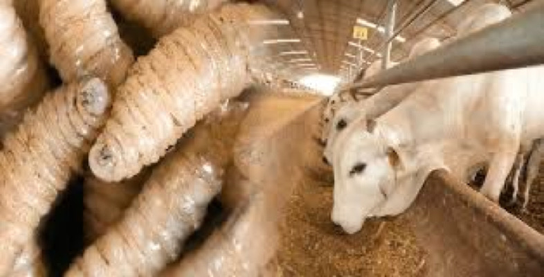 ¿Qué hacer con el gusano barrenador? / A Estribor