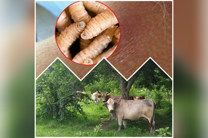 La plaga que cruzó la frontera / A Estribor