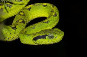 Una serpiente a punto