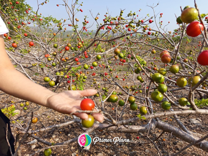 El jocote vuelve a ser protagonista en Chiapa de Corzo este 3 de mayo