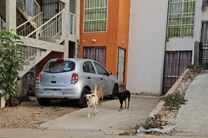 Envenenan a perros en Tuxtla; activistas exigen intervención del ayuntamiento