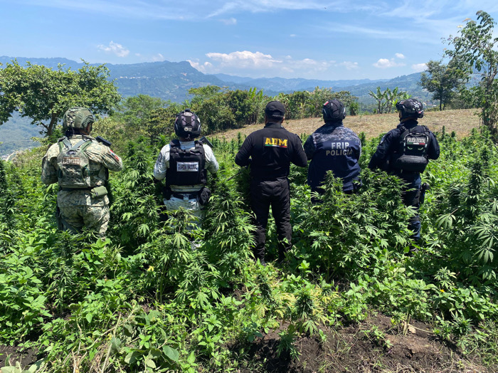 Grupo interinstitucional destruye plantío de marihuana en Santiago El Pinar