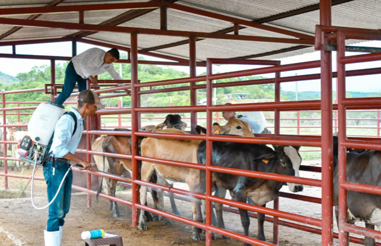 Chiapas a la cabeza: 900 animales infestados de gusano barrenador