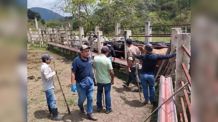 Ganaderos piden intervención federal: plaga del gusano barrenador se extiende por ocho municipios
