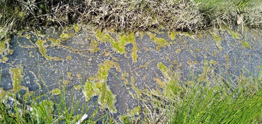 Piden suspensión inmediata de obras que afectan humedales en San Cristóbal