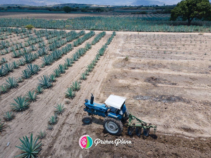 Mientras cae el precio del agave azul, el Comiteco de Chiapas despierta interés global