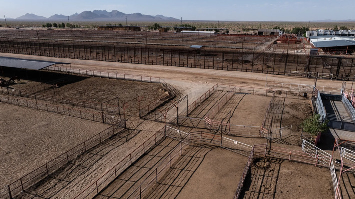 Estados Unidos reabrirá su frontera al ganado mexicano tras crisis del gusano barrenador