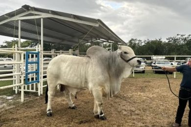Chiapas concentra casos humanos de gusano barrenador mientras extrabajadores exigen reactivar planta de control1