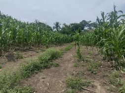 Escala conflicto agrario entre organizaciones tsotsiles en Venustiano Carranza1