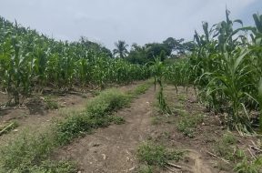 Escala conflicto agrario entre organizaciones tsotsiles en Venustiano Carranza1