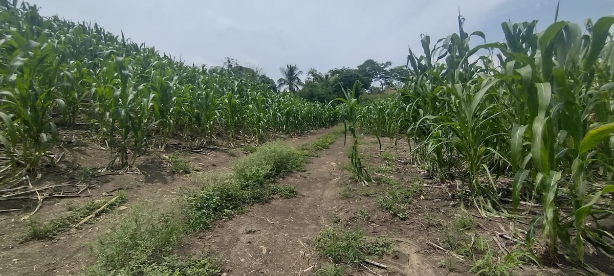 Escala conflicto agrario entre organizaciones en Carranza