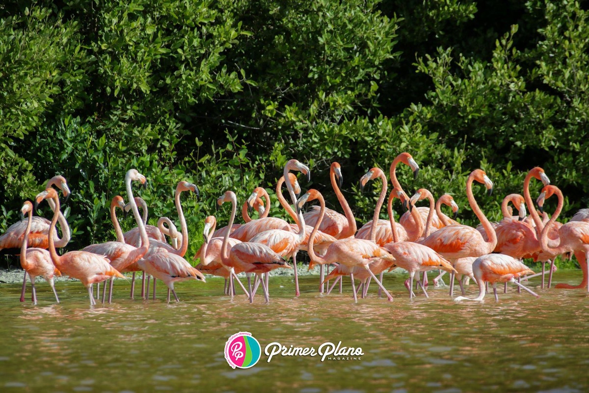 Flamencos en Isla Arena: Un espectáculo natural en Campeche