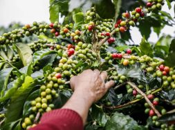 Precio récord del café arábigo beneficia al campo, pero intermediarios limitan ganancias productores1