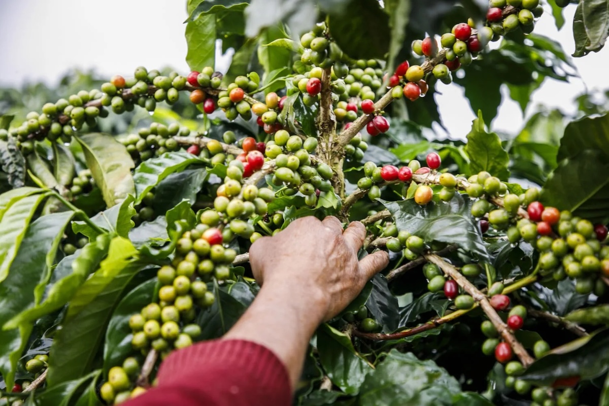 Precio récord del café arábigo beneficia al campo; intermediarios limitan ganancias