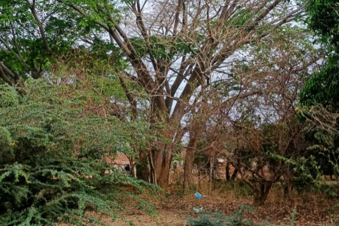 El guanacaste que crecerá con mis cenizas
