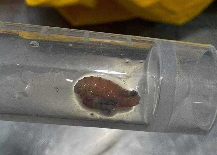 Brote de miasis humana en Chiapas deja 21 casos