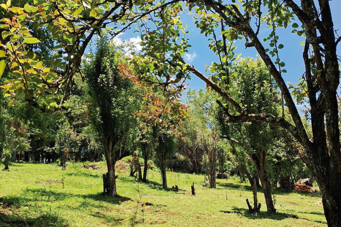 Reflexión en el jardín de peras