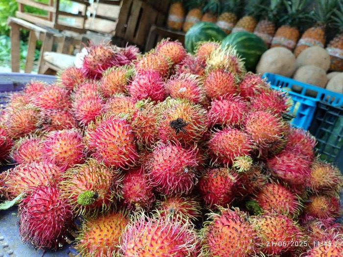 Productores de rambután acusan cobros ilegales en carreteras del Soconusco
