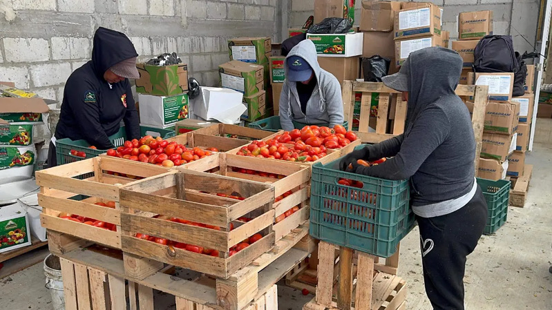 Productores de café y tomate alertan afectaciones por aranceles de E.E. U.U.