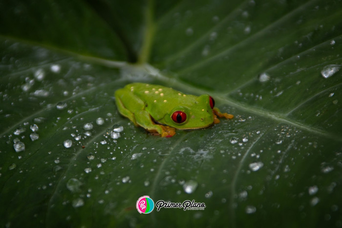 La rana verde de ojos rojos