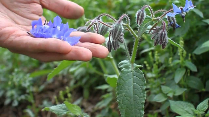 Agua de borrajas / La Feria