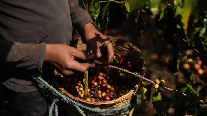 Cafeticultores chiapanecos relegados del Café Bienestar / En la Mira