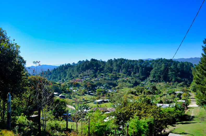 Reportan envenenamiento masivo de perros en San Juan Chamula