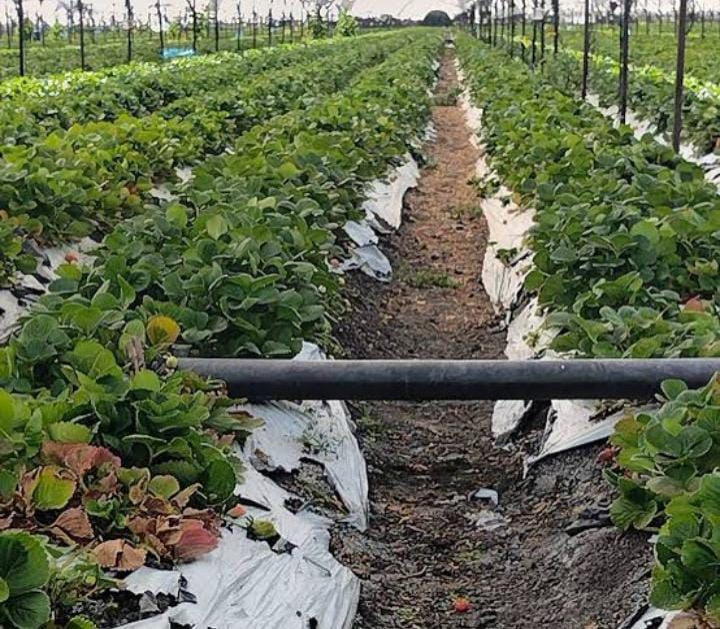 La Crisis en la Agricultura Mexicana
