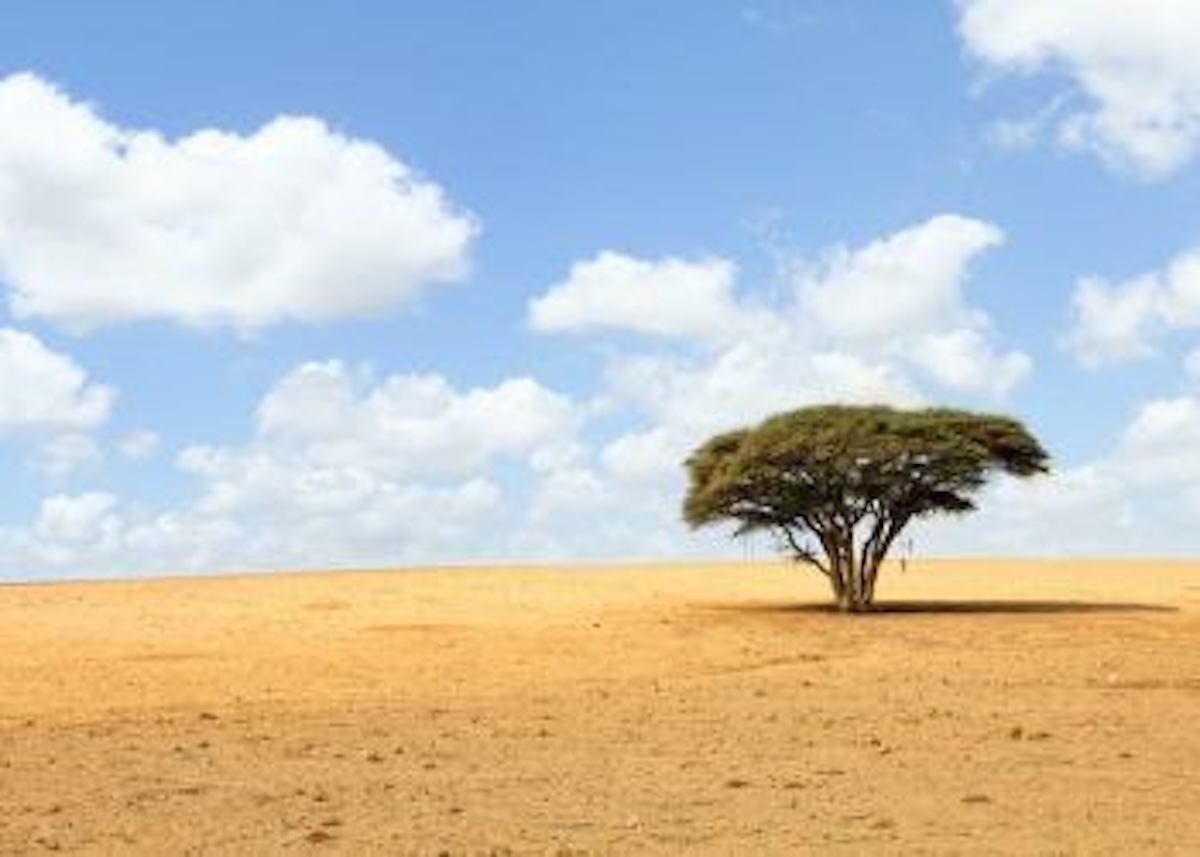 El árbol de Ténéré / A Estribor