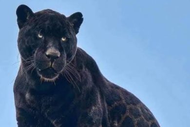 088FED10-462D-4390-AEB9-9AAA23995AFB