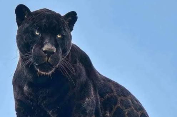 Símbolos / Galimatías