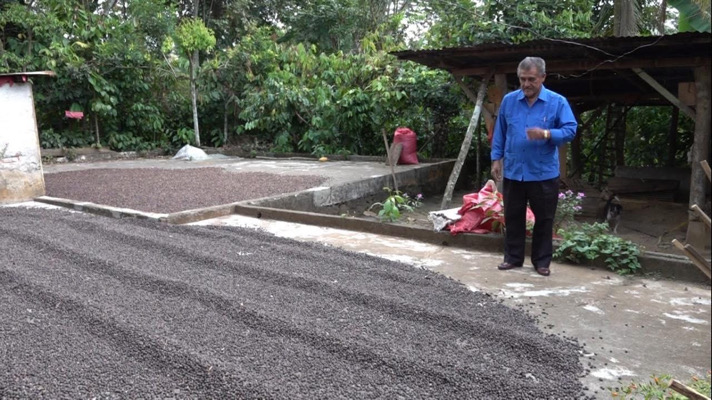 Productores de café denuncian robos en plena cosecha