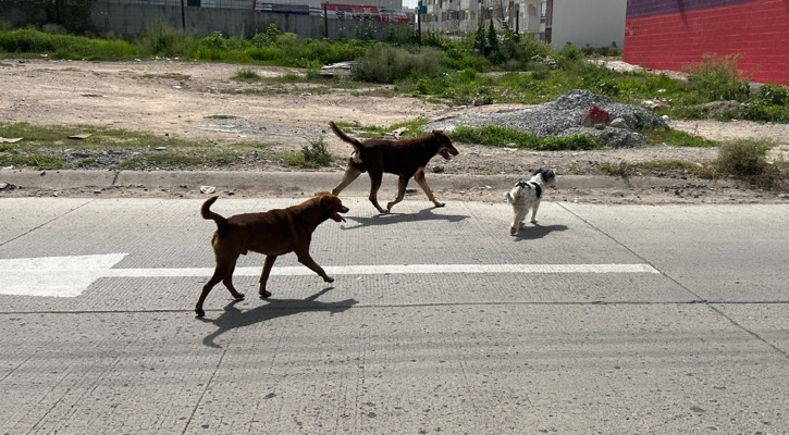 Activistas urgen a Coapilla a detener recolección de perros callejeros