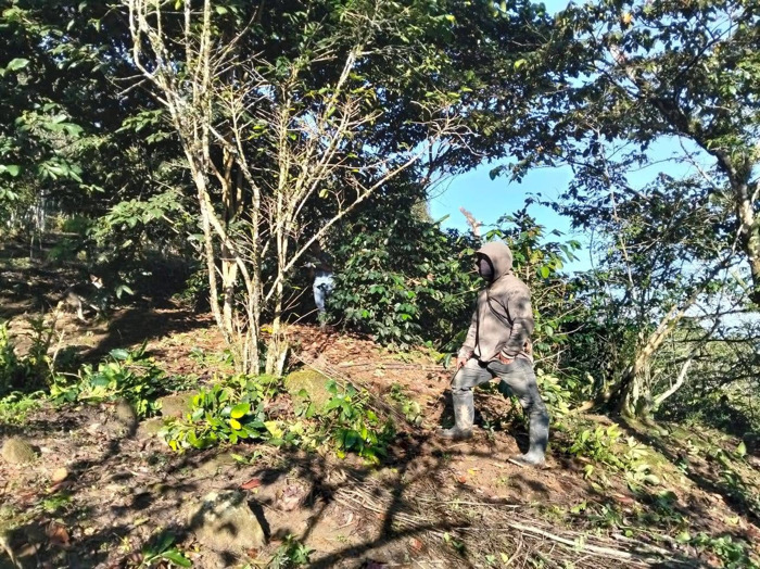 Denuncian destrucción de cafetales y amenazas contra exregidora en Chalchihuitán