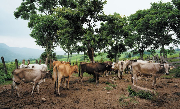 Violencia y despojo contra comunidad indígena tsotsil