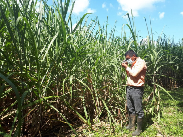 Recortan fondos a campañas contra plagas y enfermedades 