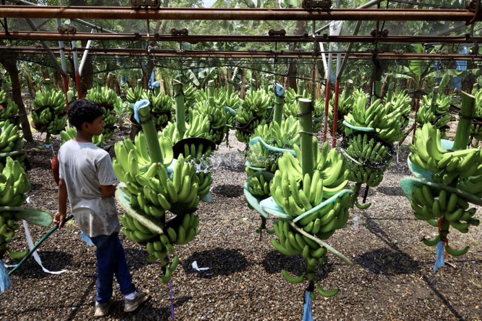 Denuncian explotación laboral de jornaleros guatemaltecos 