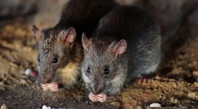 09637766-3F5A-48CD-B49D-EA52D4439E44