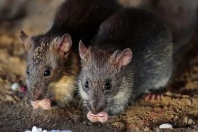 09637766-3F5A-48CD-B49D-EA52D4439E44