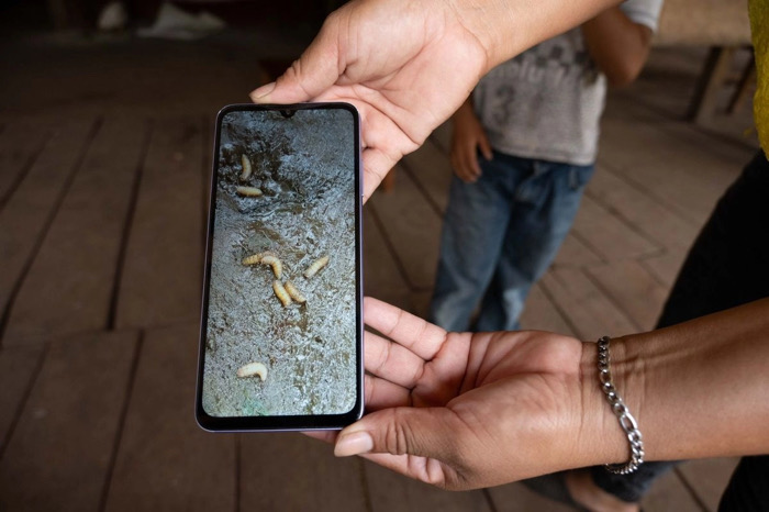 Cuatro municipios chiapanecos concentran la mayoría de los casos de miasis del país