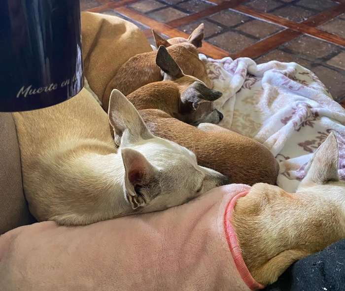 Los chihuahua, amantes perfectos / Al Sur con Montalvo