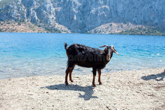 Oleajes entre cabras y dunas / Al Sur con Montalvo