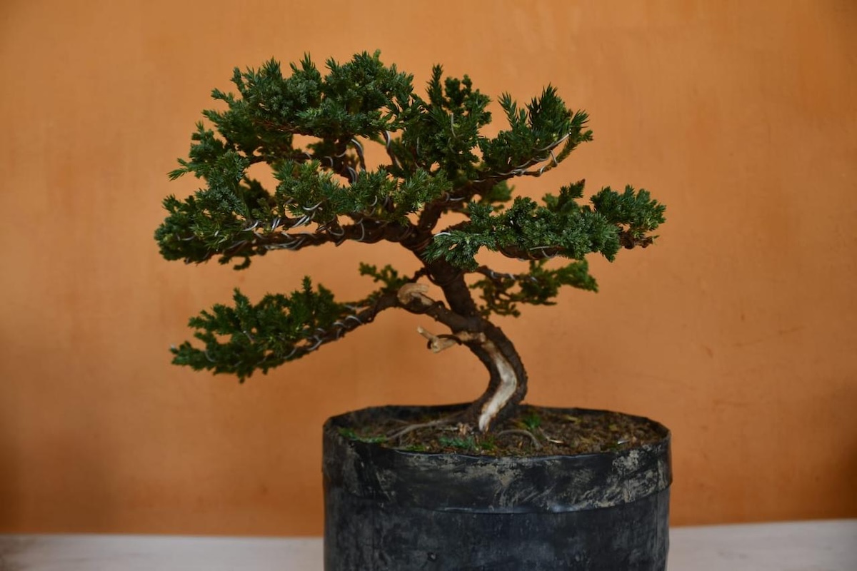 De poemas para anunciar un viaje