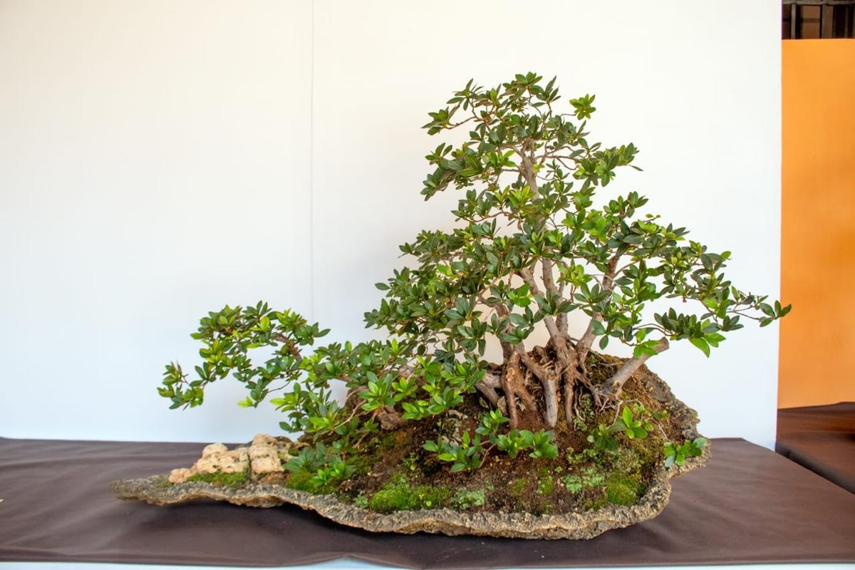 El arte del bonsái, una historia milenaria