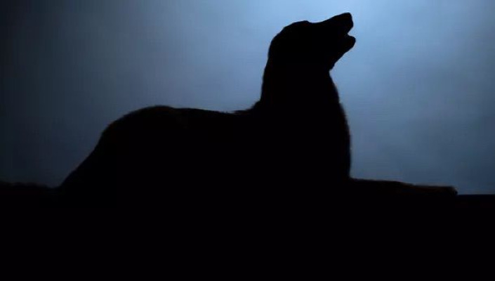 Ladrar de perros / Al Sur con Montalvo