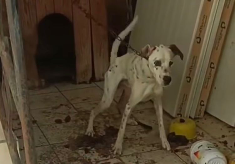 Rescatan a perro en abandono tras denuncia vecinal de colonos