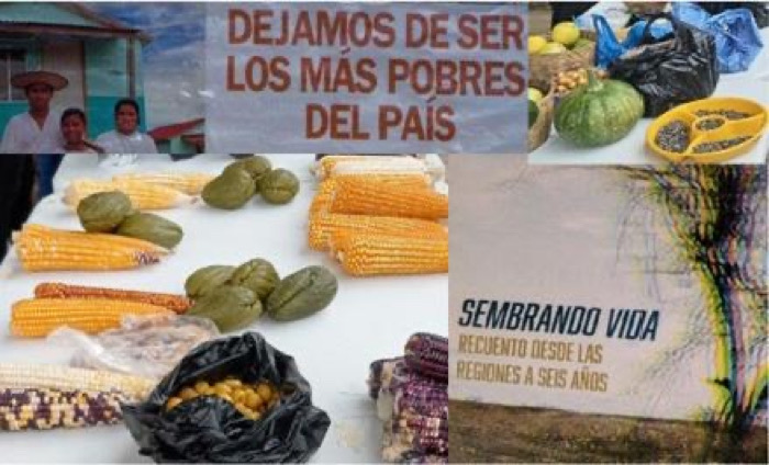 Programa Sembrando Vida: Propuesta de fortalecimiento e inclusión en reglas de operación / Conciencia y visión