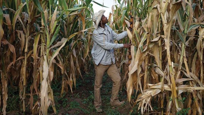 Crisis del maíz en México y en Chiapas