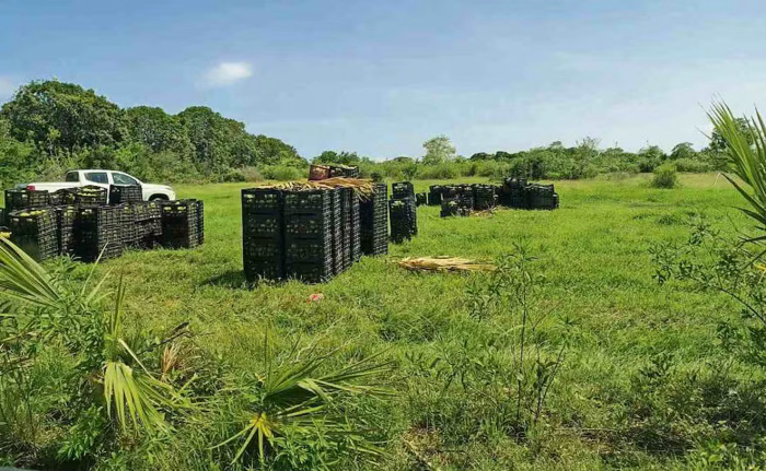 Auditoría federal señala a regidora de Cacahoatán por sustracción de 22 toneladas de mango