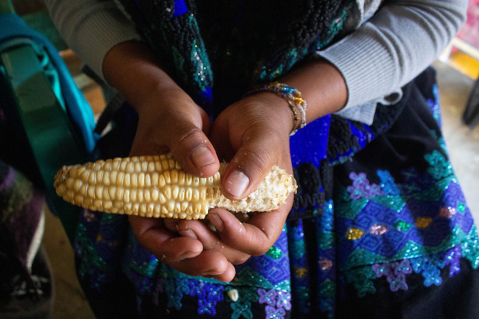 Lucha por el maíz nativo en México: De lo social a la intervención de Estado / Conciencia y Visión